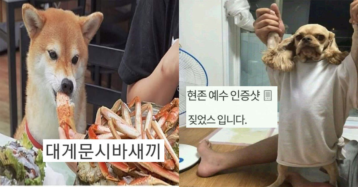  정직한 제목, 정직한 사진