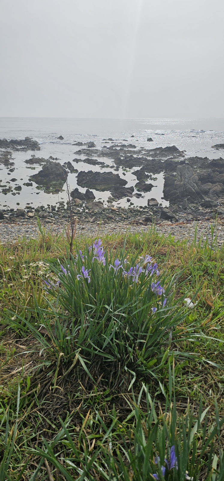 해변에서 본 아이리스 꽃 7