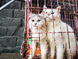 China Does it Again: Controversy Surrounds Cat Skewers Sold as Lamb and Pork.