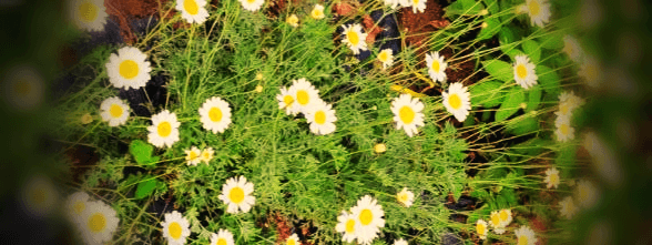 제충국-꽃-다발-사진