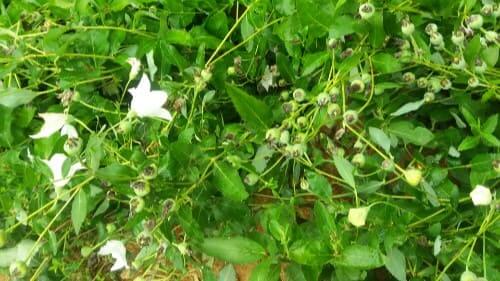 도라지꽃-종자결실-종자채종