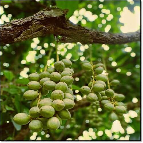 시어나무 열매