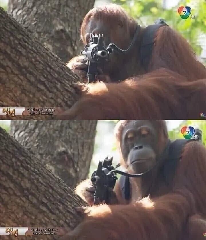 잘생기고 이쁜 사람을 보면 총으로 쏴죽이는 오랑우탄 짤방 밈
