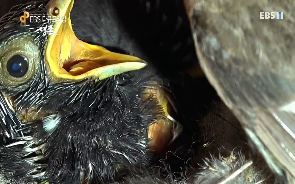 생존 3부_ EBS 다큐프라임_ 220629.avi_20220701_210755.993.jpg