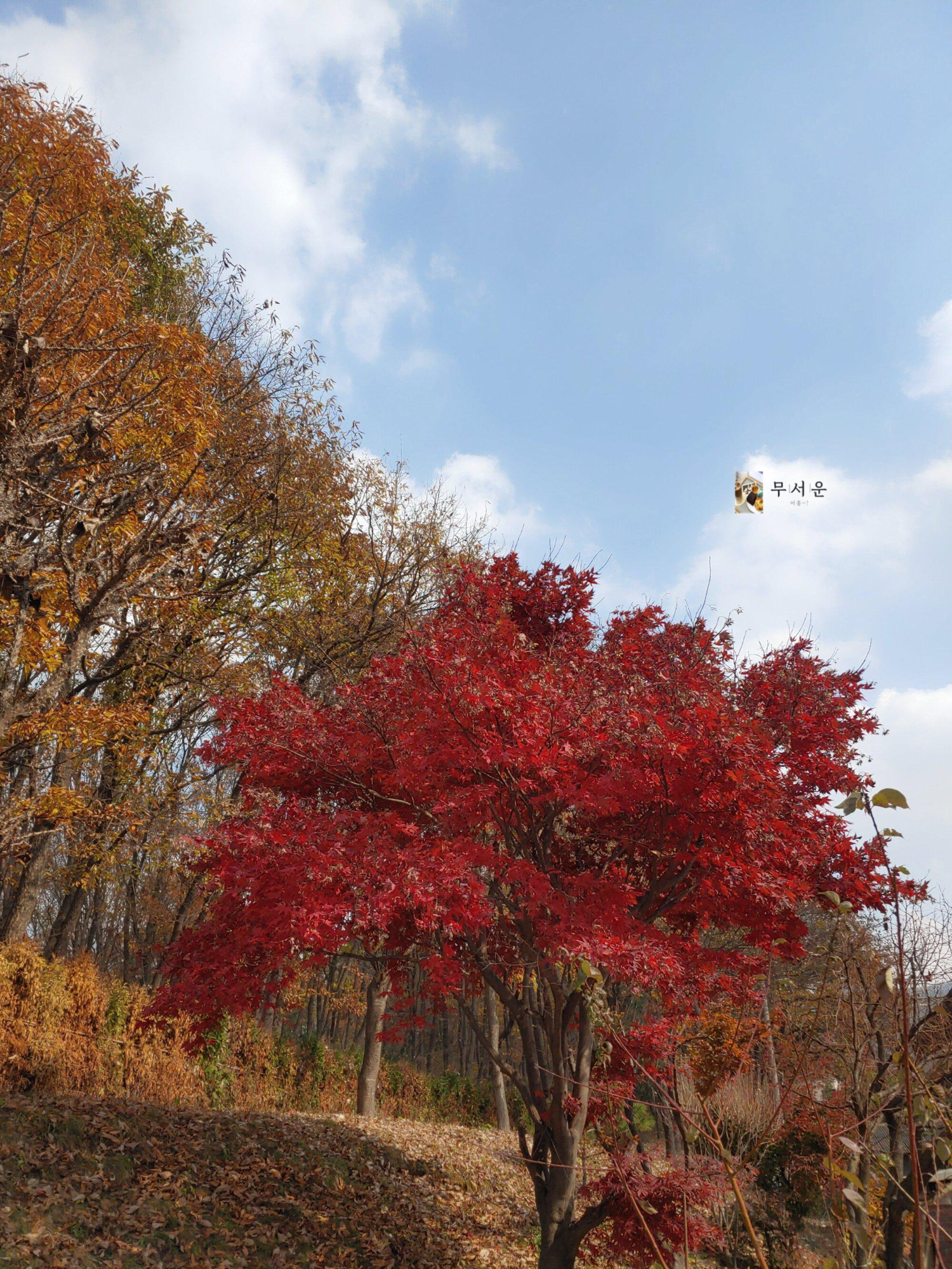  직장인 스트레스관리 시작 무봉산 등산기