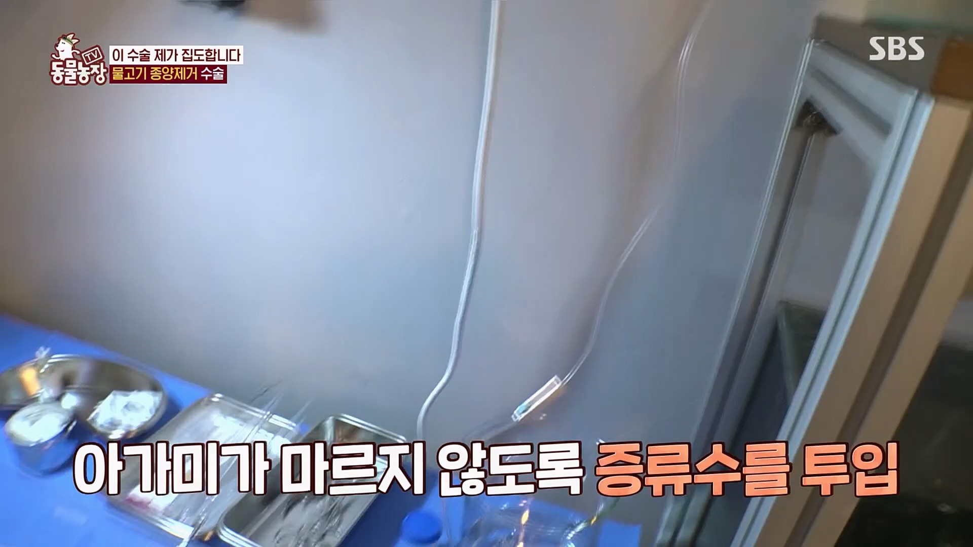 TV 동물농장.E1109.230219p.H264-F1RST.mp4_20230219_142841.802.jpg