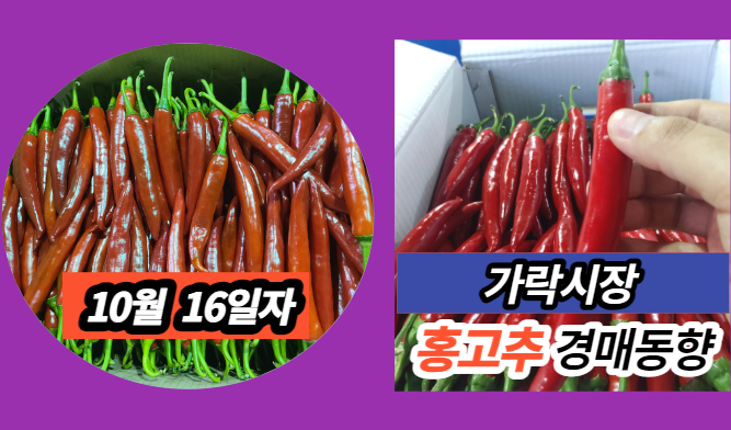  [경매사 일일보고] 10월 16일자 가락시장 홍고추 경매동향을 살펴보겠습니다!