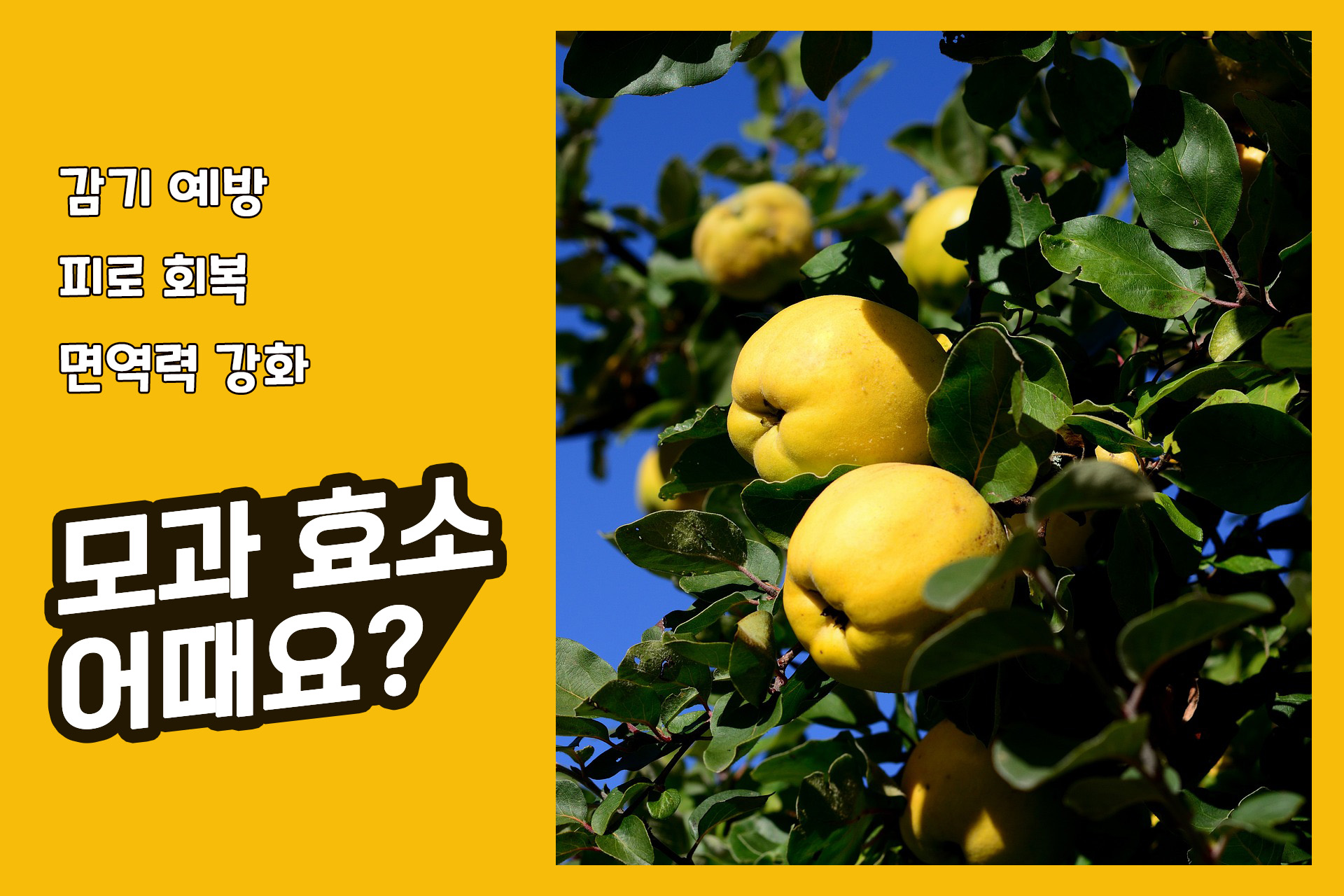  모과의 효능! 모과의 효능을 효소로! 모과 효소 만드는 방법은? With 모과 섭취시 부작용은?