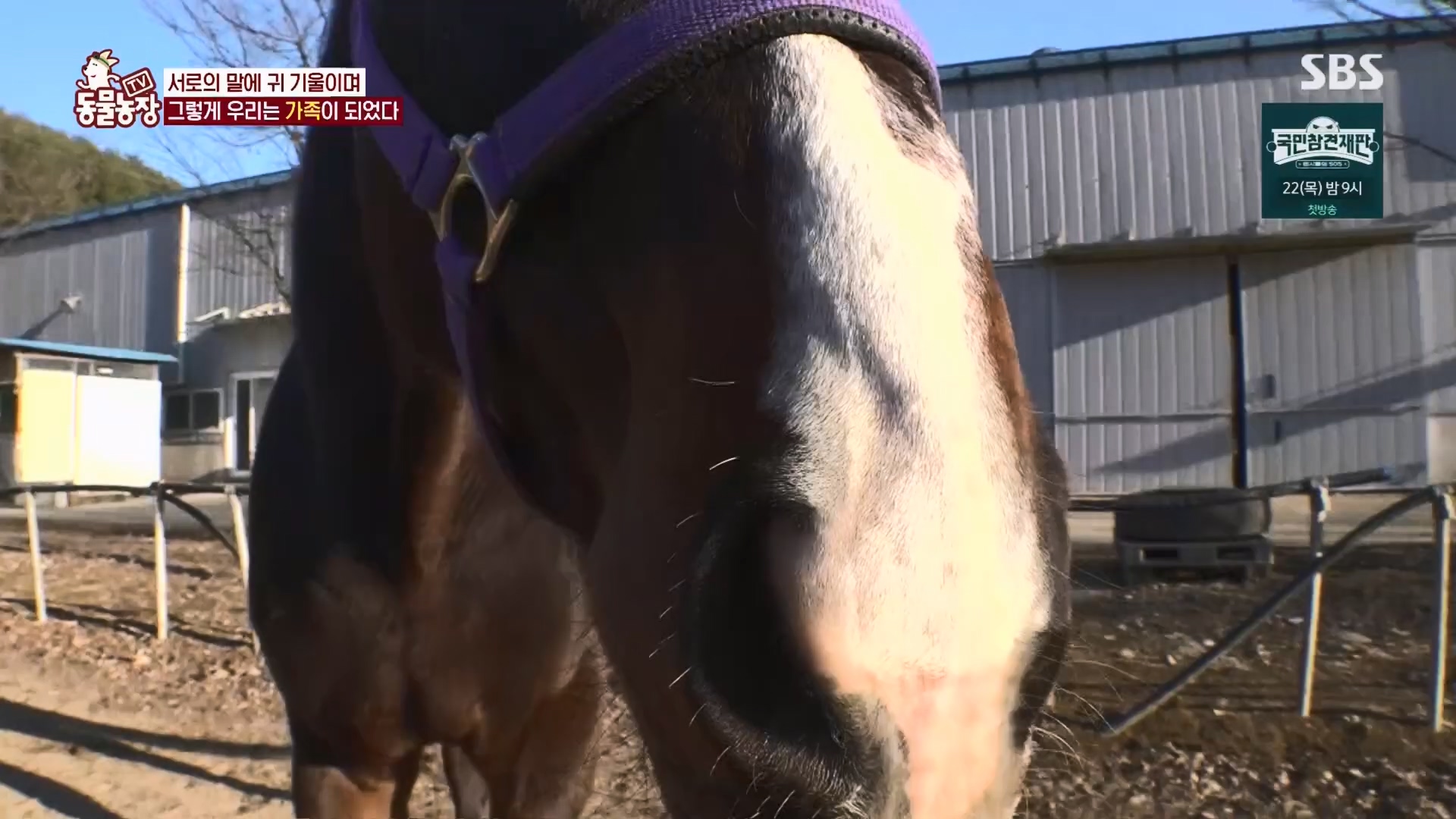 TV 동물농장.E1158.240211p.H264-F1RST.mp4_20240211_194057.737.jpg