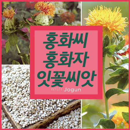  홍화씨 효능 먹는법 홍화자 잇꽃 바로알기