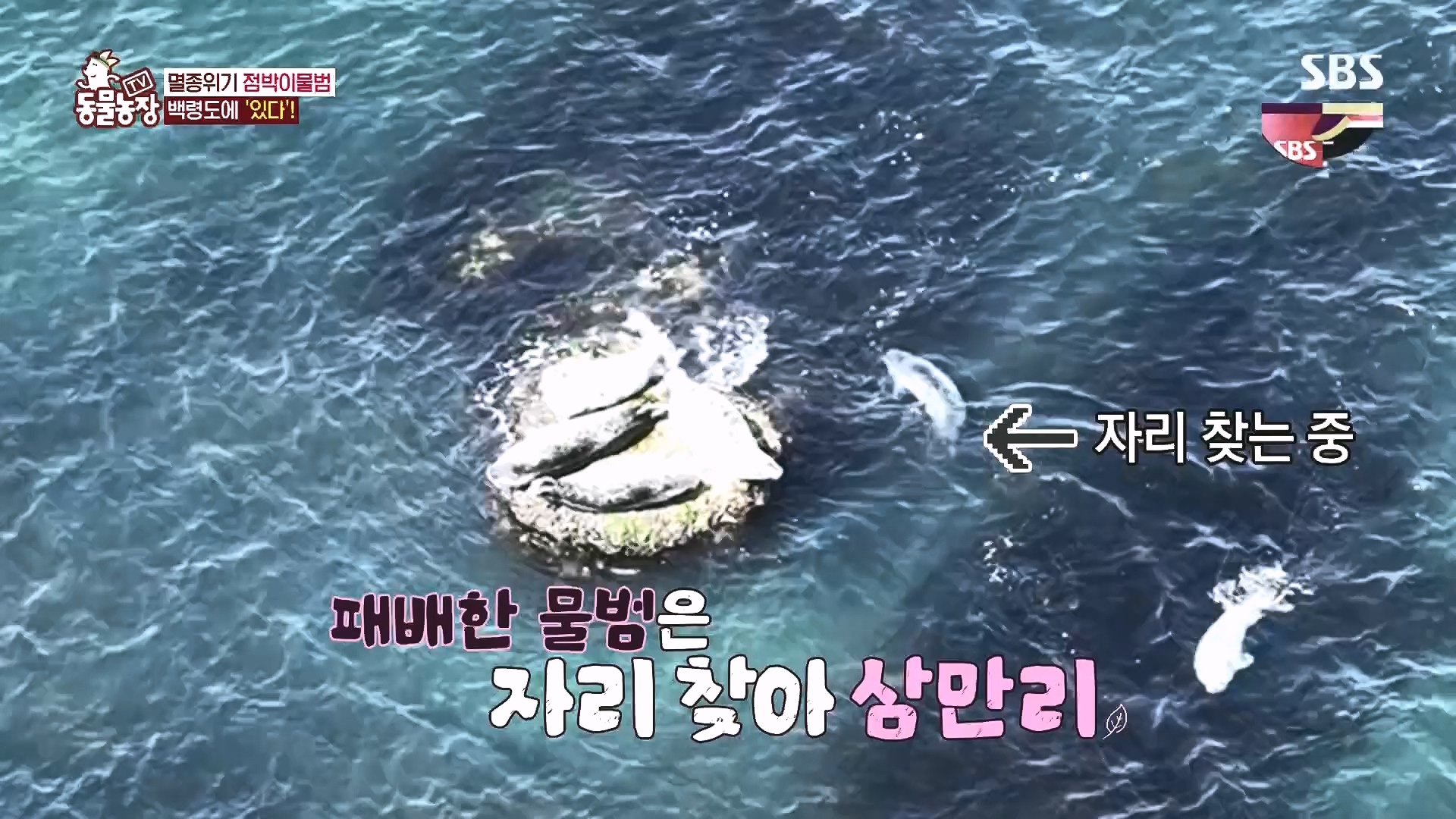 TV 동물농장.E1182.240728p.H264-F1RST.mp4_20240728_152550.647.jpg