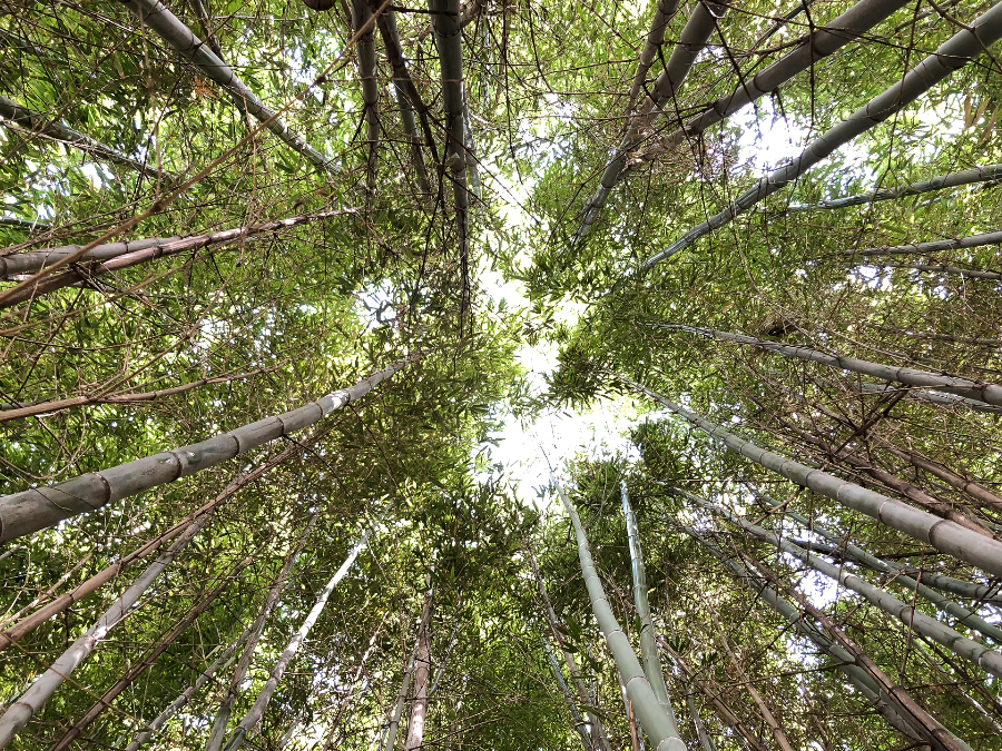 담양 대나무숲