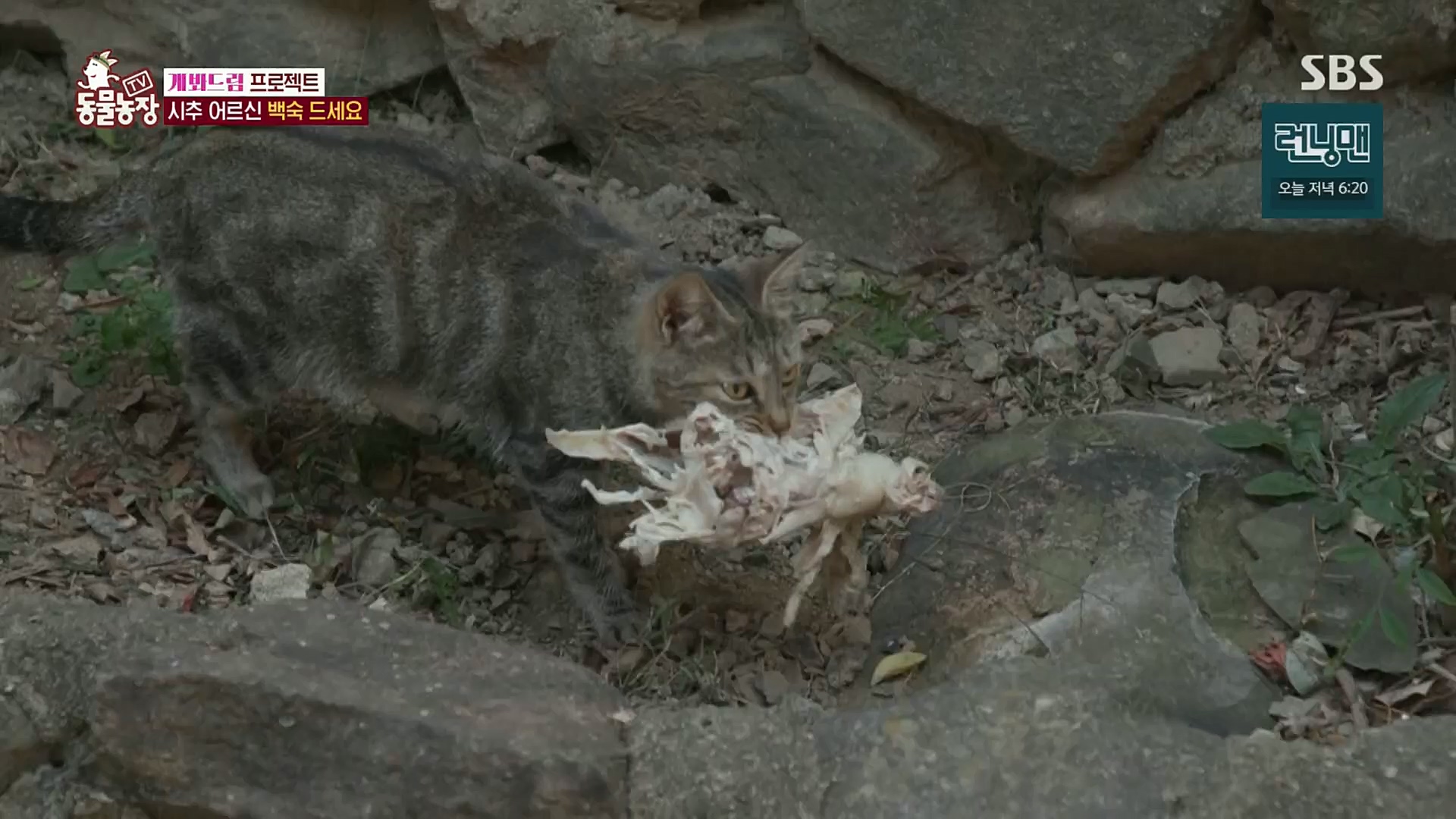 TV 동물농장.E1102.230101p.H264-F1RST.mp4_20230101_182854.730.jpg