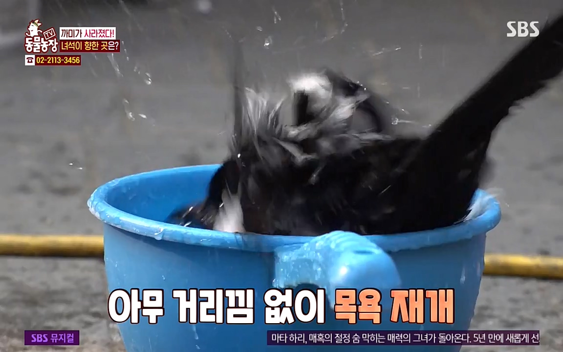 TV 동물농장.E1065.220418p-NEXT.mp4_20220417_181300.493.jpg