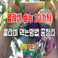  콜라비 효능 10가지와 콜라비 맛있게 먹는방법 총정리