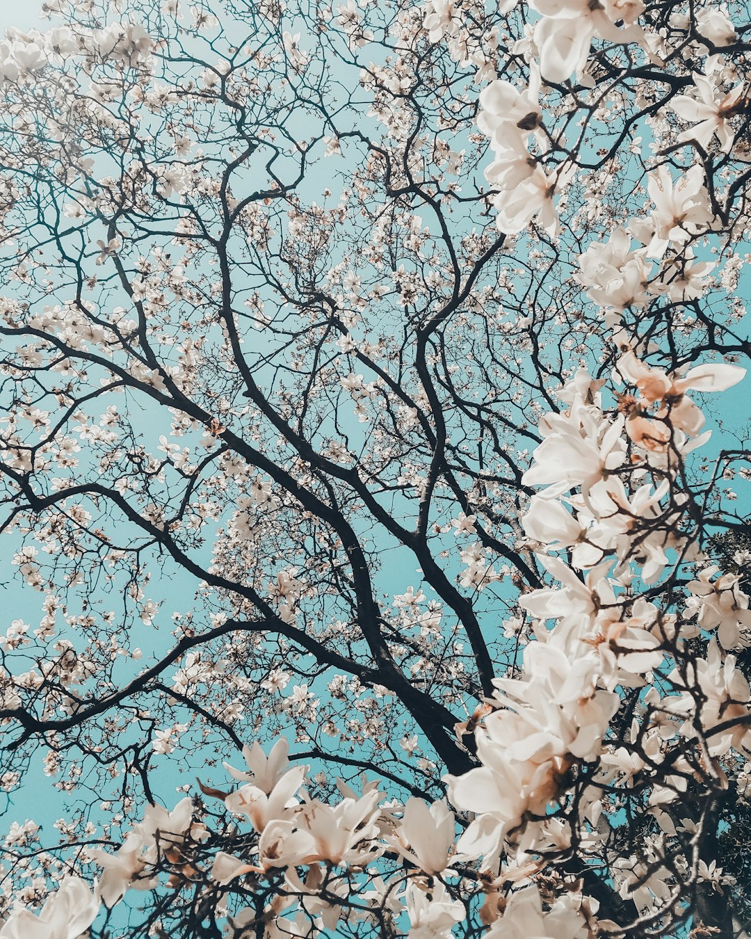 꽃가루 알레르기 예방 방법 – 봄철 실내외 관리 꿀팁 관련 이미지 2