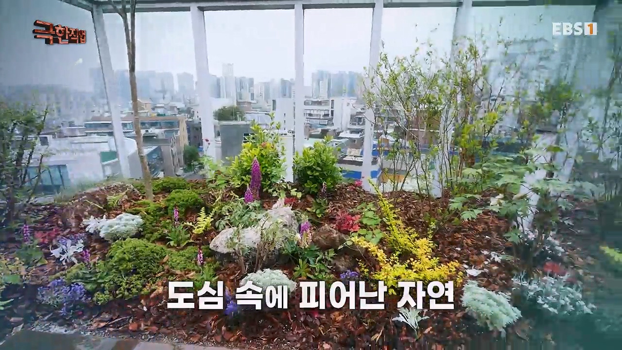 TV - 전 국민의 평생학교 EBS휴식공간을 만드는 사람들, 대형목 이식과 조경.mp4_20240518_160843.407.jpg