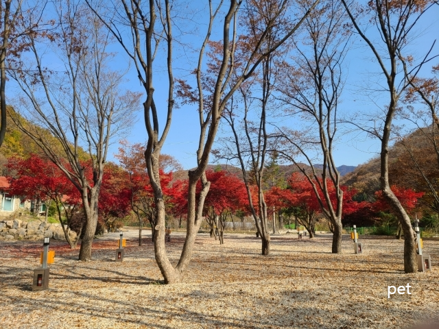 경기-연천-보물나라캠프-예약-방법-애견-동반-가격-주소-시간-후기