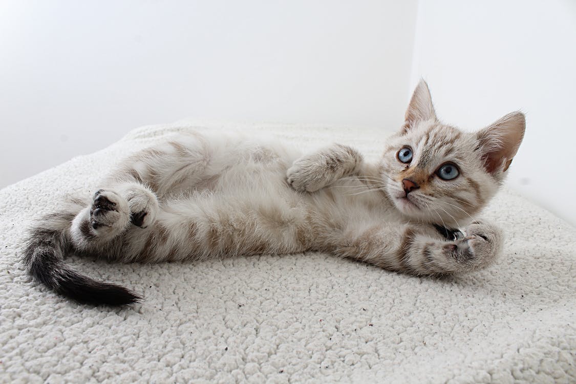 회색 줄무늬 고양이가 누워있는 사진