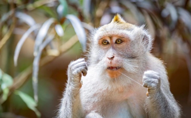 치실을 사용하는 원숭이 사진