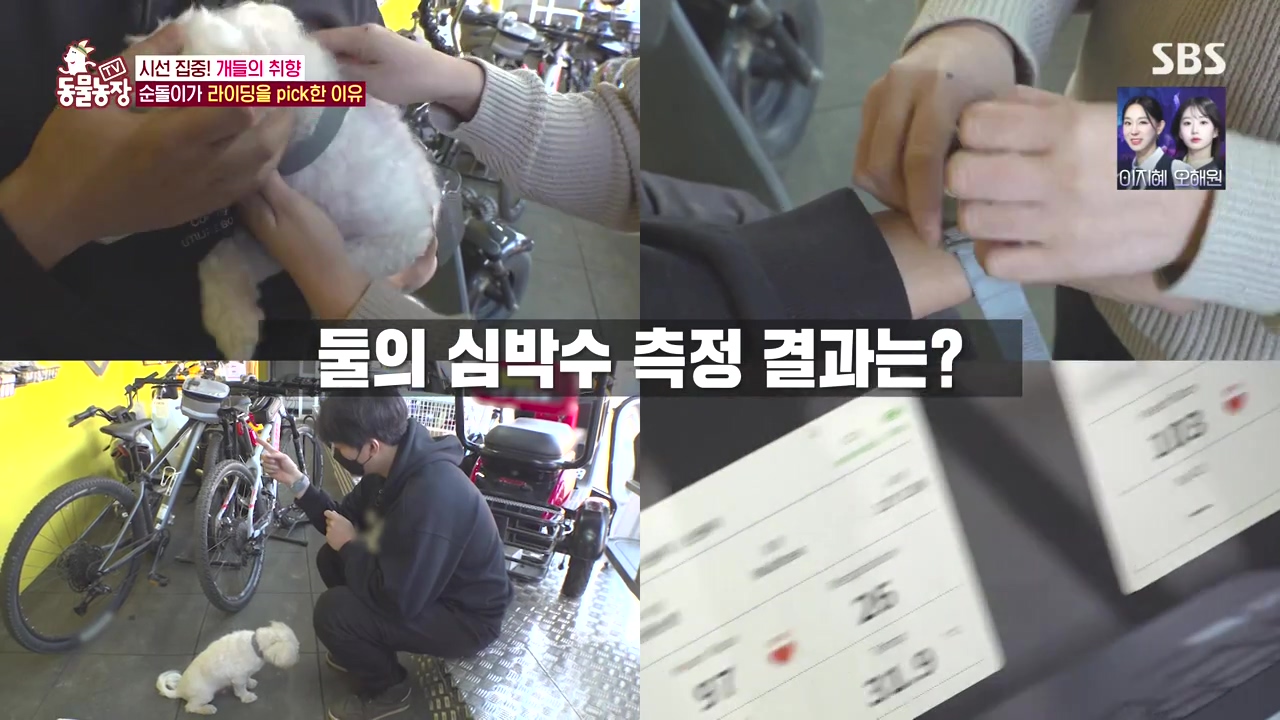 TV 동물농장.E1152.231232p-NEXT.mp4_20231231_165734.189.jpg