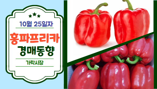  [경매사 일일보고] 10월 25일자 가락시장 홍파프리카 경매동향을 살펴보겠습니다!