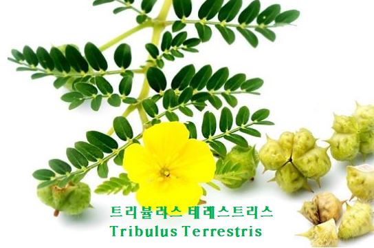  호르몬 수치 조절, 성욕향상에 좋은 트리뷸러스의 효능과 부작용