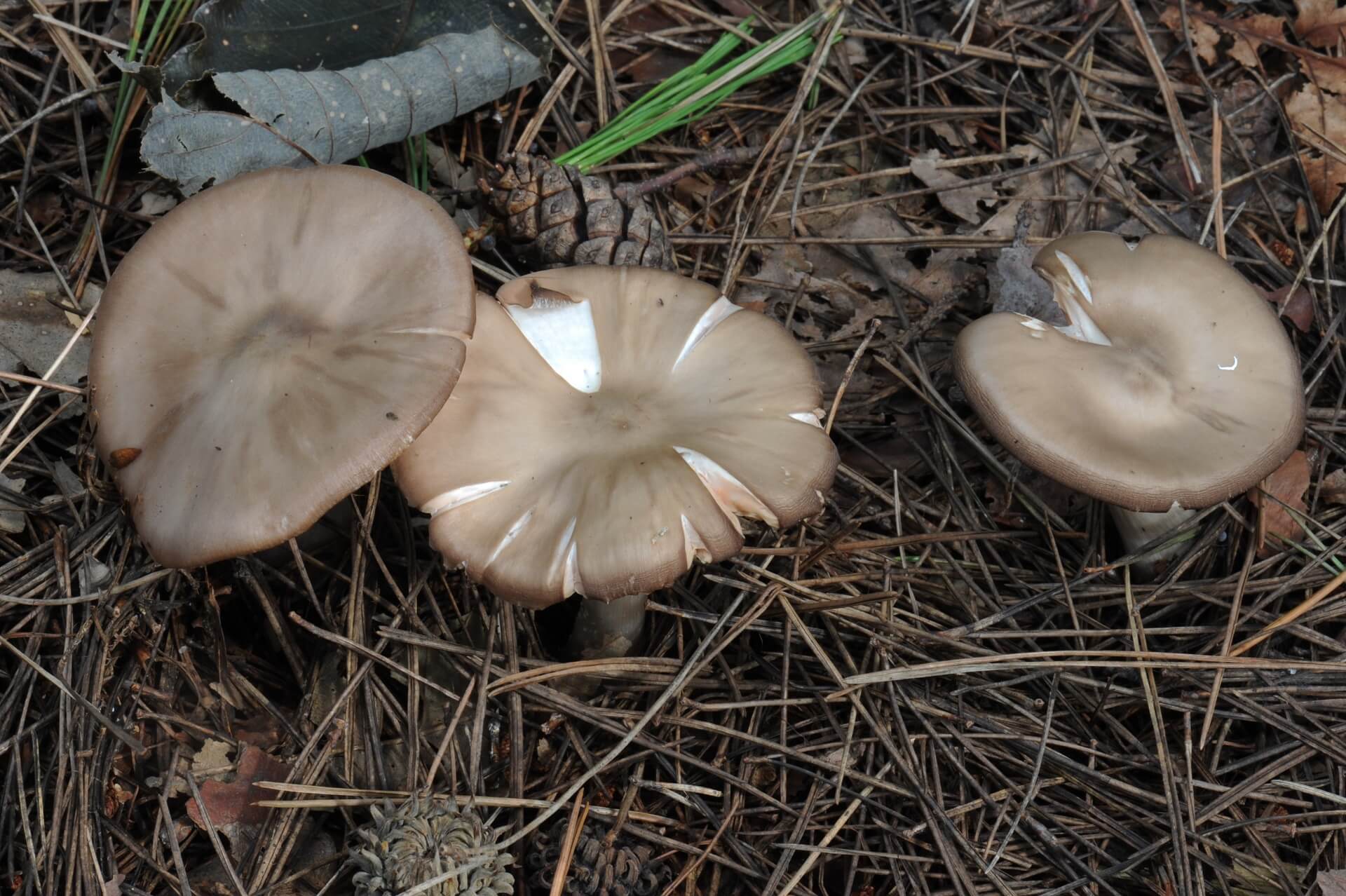 독버섯 삿갓외대버섯 사진