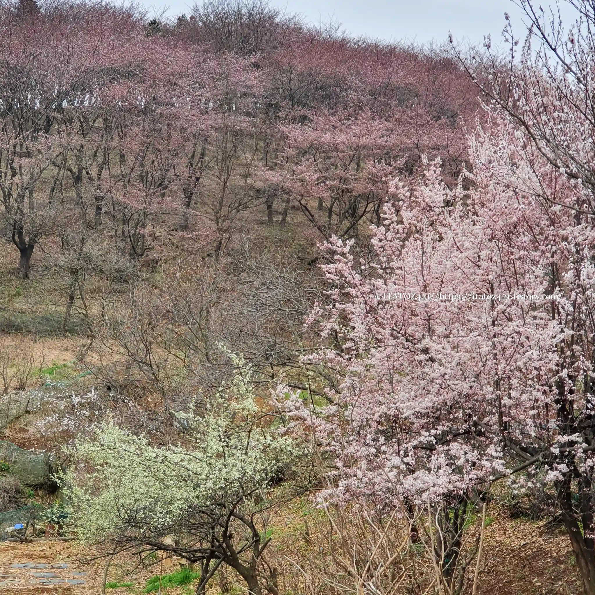 삼척 봉황산 벚꽃 여행지