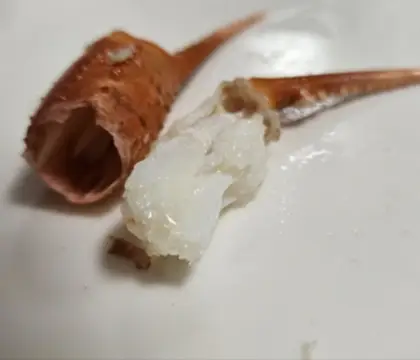 홍게-집게다리