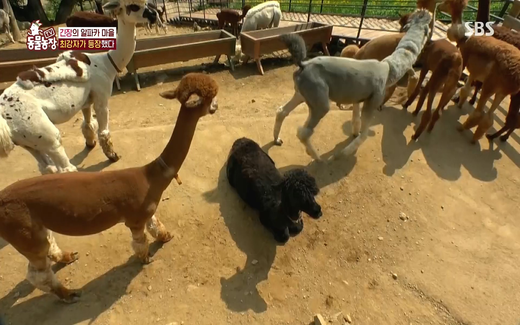 TV 동물농장.E1078.220717p.H264-F1RST.mp4_20220717_151155.460.jpg