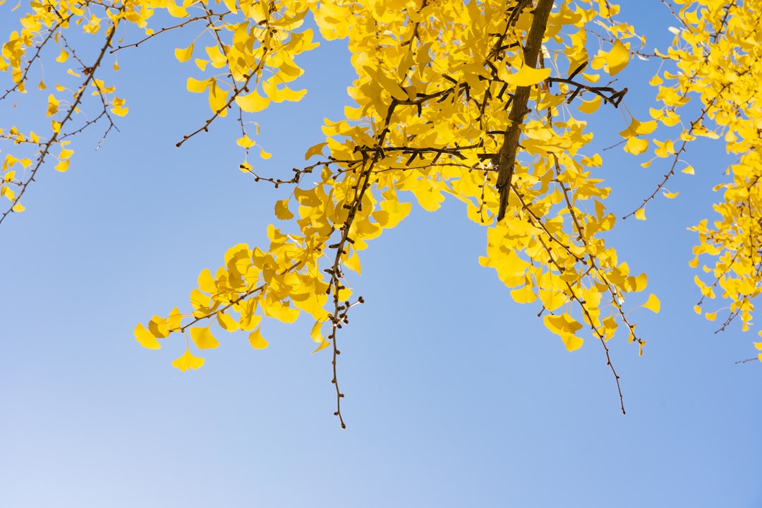 Ginkgo