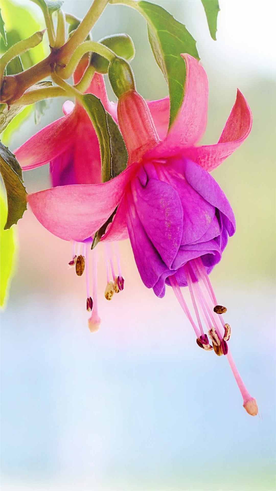 Fuchsia Flower iPhone Wallpaper