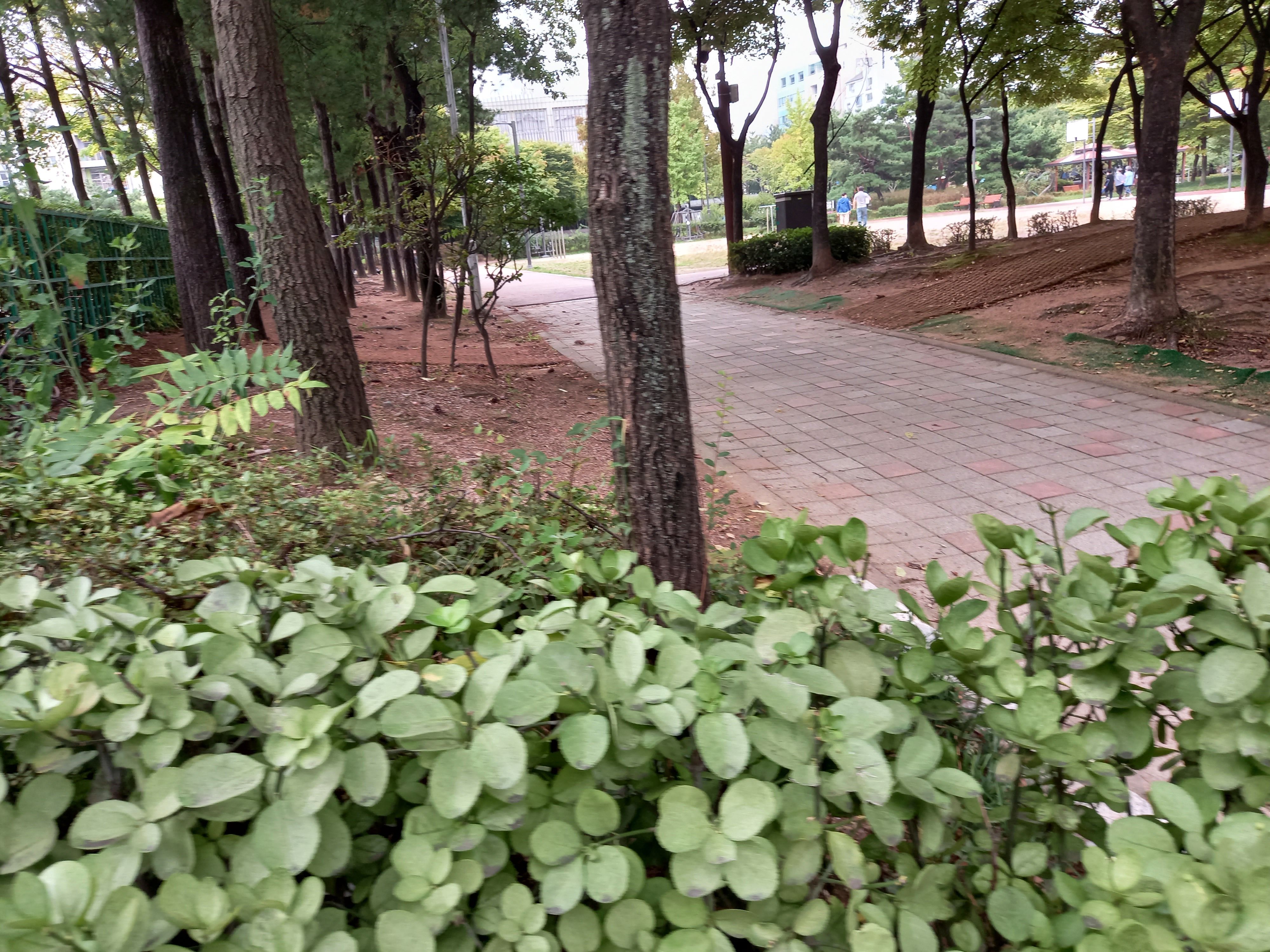  서울시 강서구 원당근린공원 풍경 사진입니다.