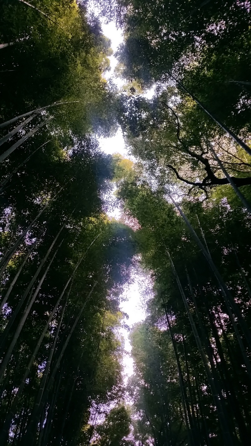 아라시야마 대나무