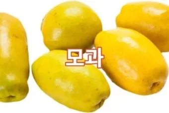 모과차의 효능 감기예방 소화개선_14