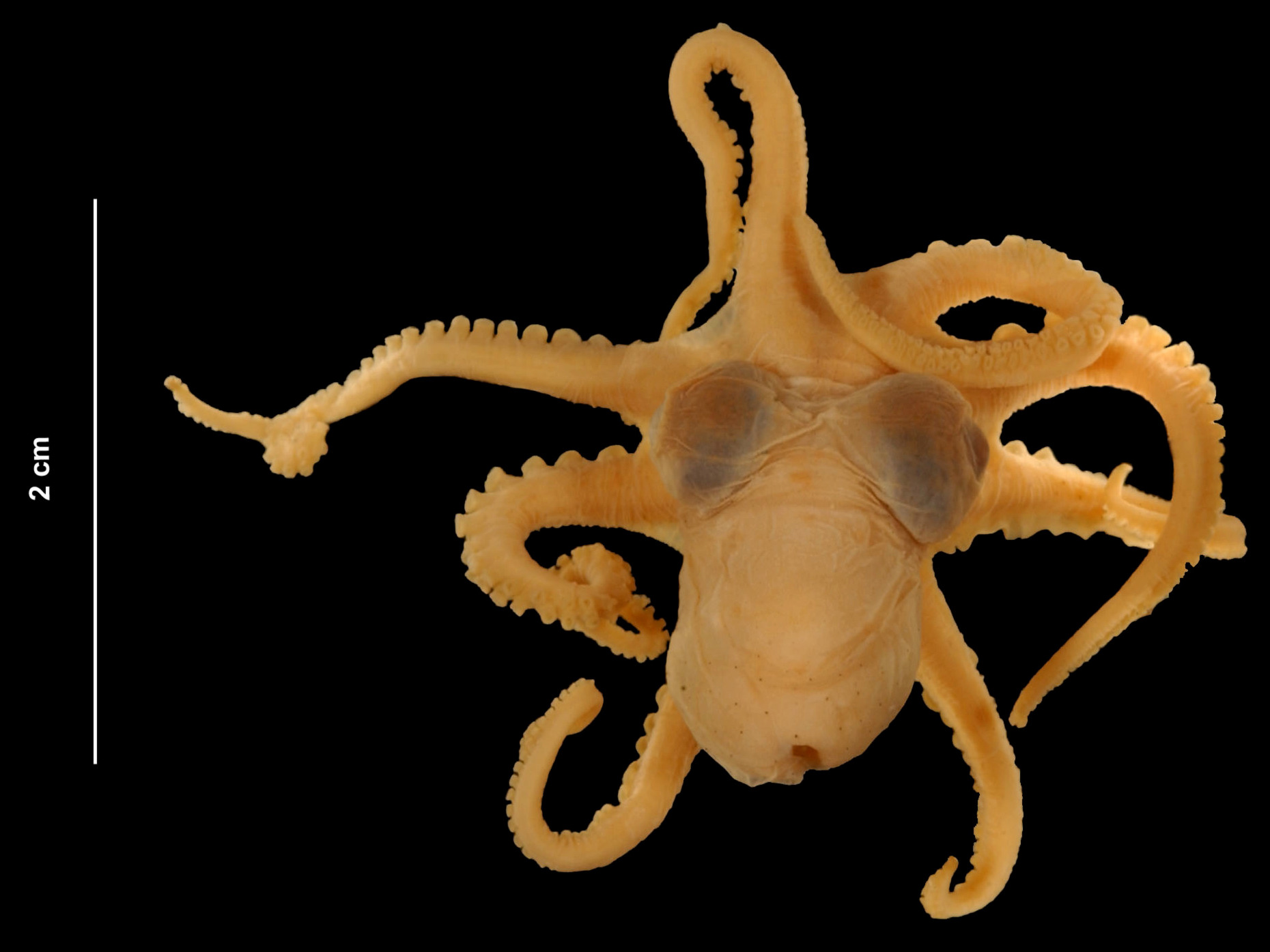 [연체동물] 옥토퍼스 주비니 Octopus joubini