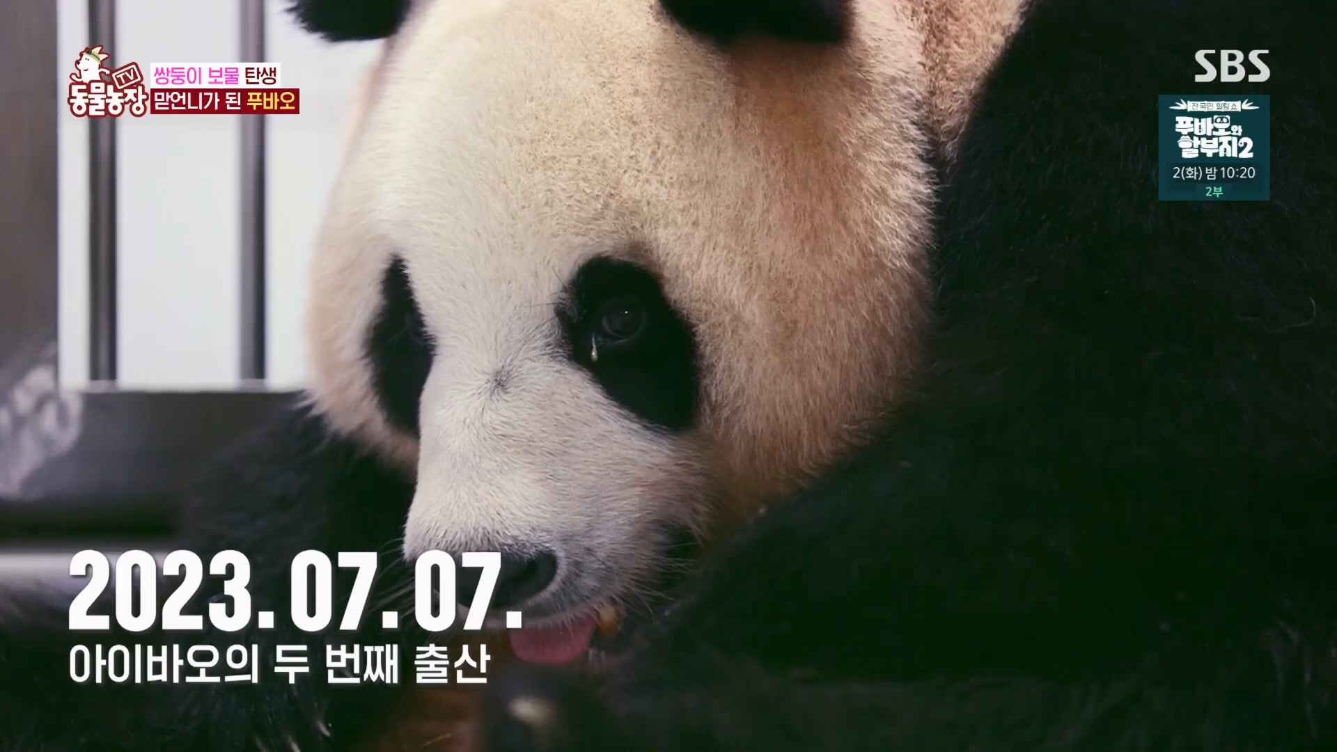 TV 동물농장.E1165.240331p.H264-F1RST.mp4_20240331_144356.663.jpg