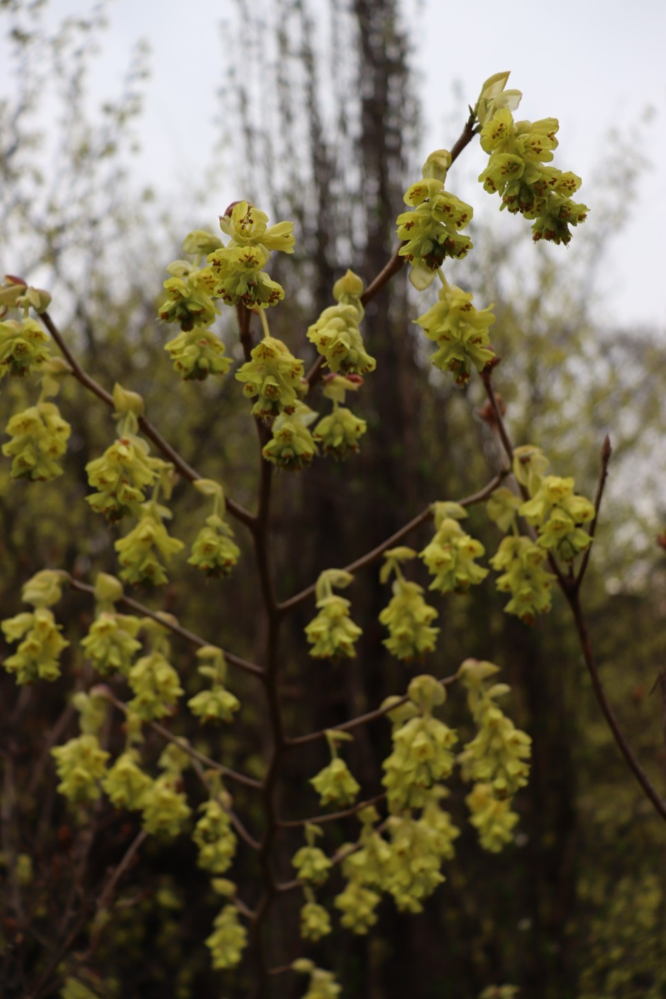 홍릉시험림(홍릉수목원) #페이지 토.일요일서울가볼만한곳 20