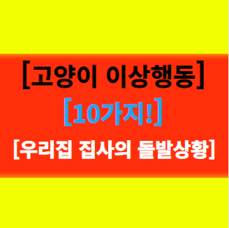  [고양이의 이상행동 2탄] 우리집 집사가 왜 그럴까?  돌발상황 대처방법 10가지 알아보기!