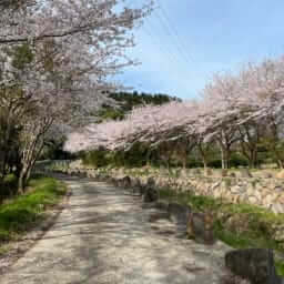 제주도민이 선택한 제주도 벚꽃 명소 베스트5 2