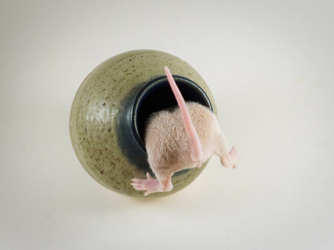 Rat