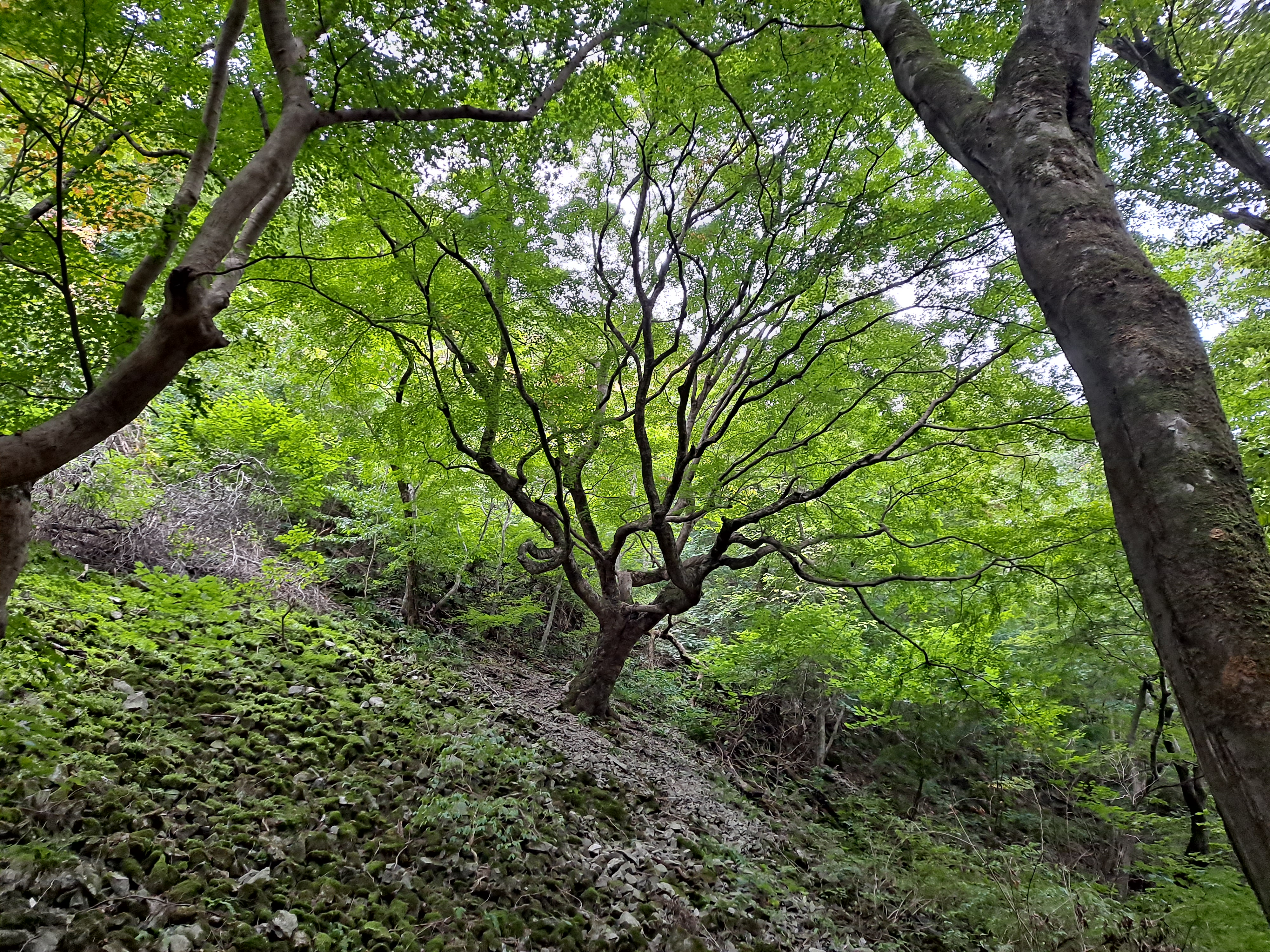  천연기념물 정읍 내장산 단풍나무&먹거리