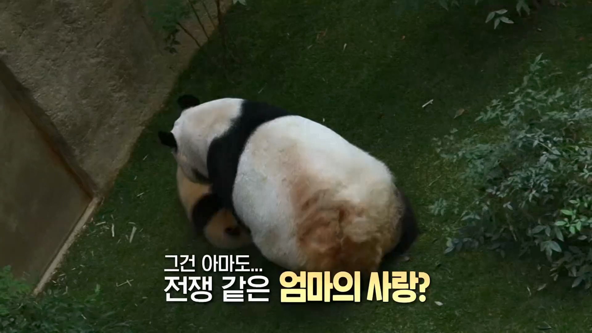 TV 동물농장.E1159.240218p.H264-F1RST.mp4_20240218_170015.015.jpg