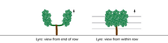 리르(Lyre) 바인 트레이닝 시스템