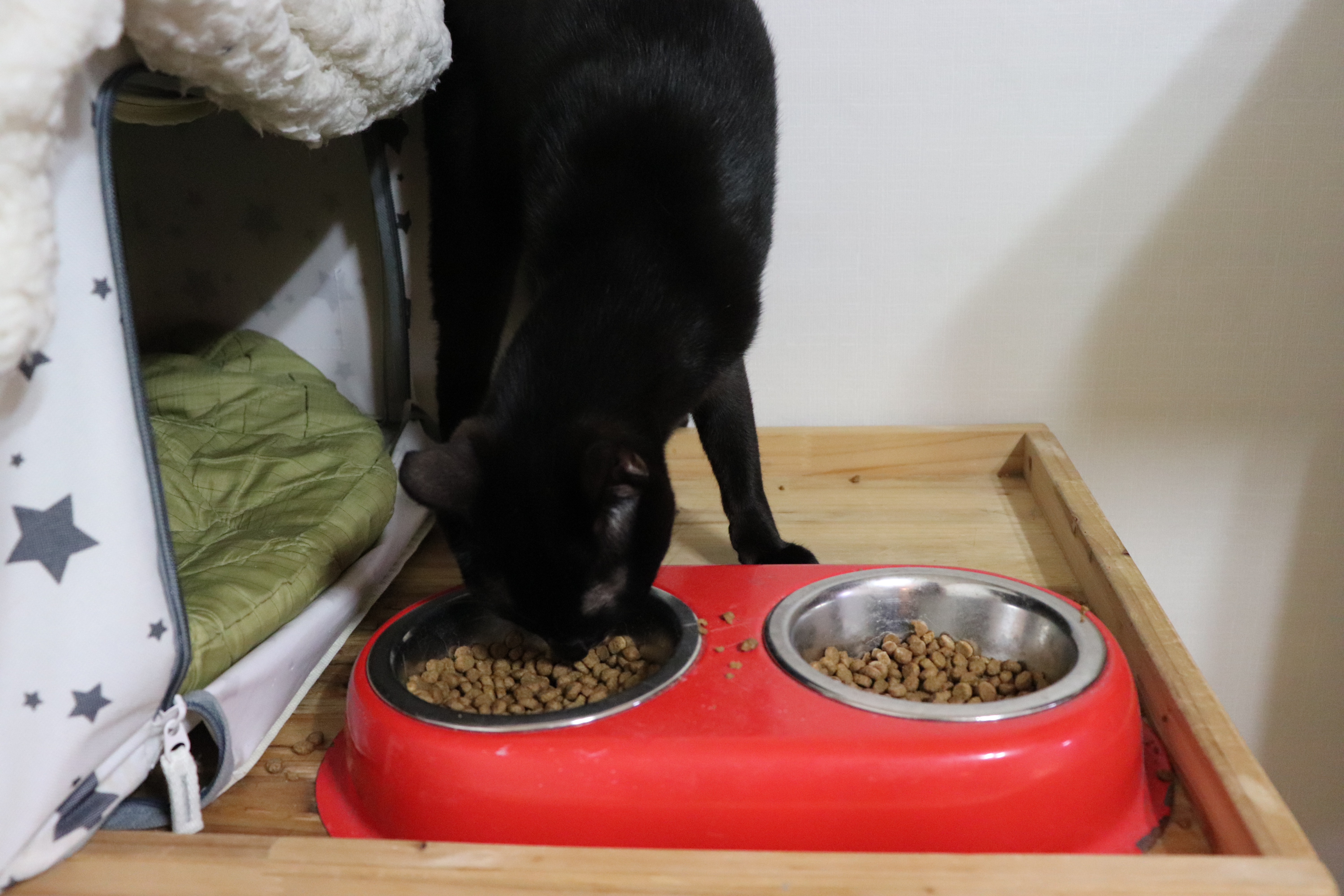  고양이 화장실 청소 및  물, 사료 주는 주기 = 고양이 건강 체크