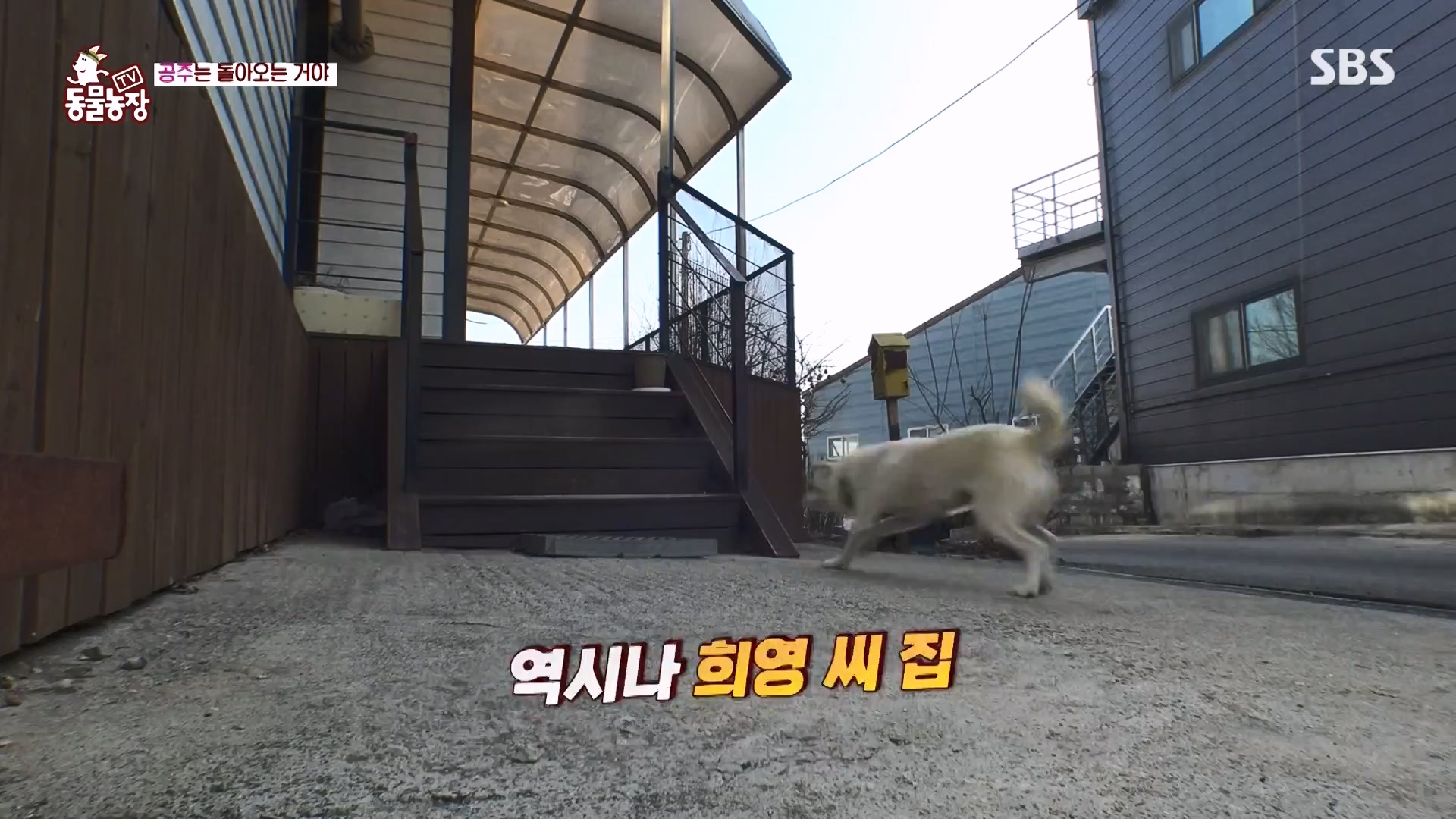 TV 동물농장.E1163.240317p-NEXT.mp4_20240317_171050.042.jpg