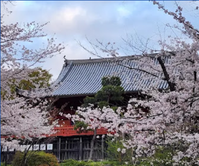 도쿄 우에노 공원의 벚꽃 기행: 봄날의 화려한 향연