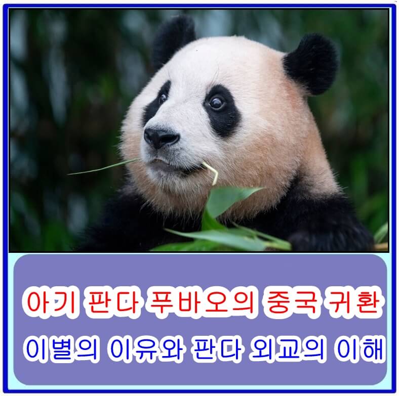 푸바오중국귀환