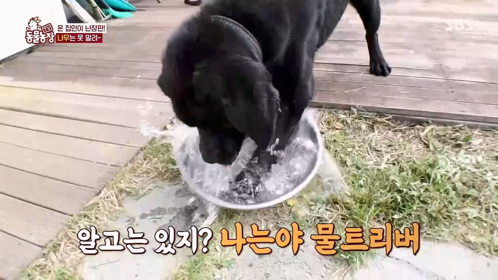 TV 동물농장.E1123.230604p.H264-F1RST.mp4_20230604_173254.825.jpg